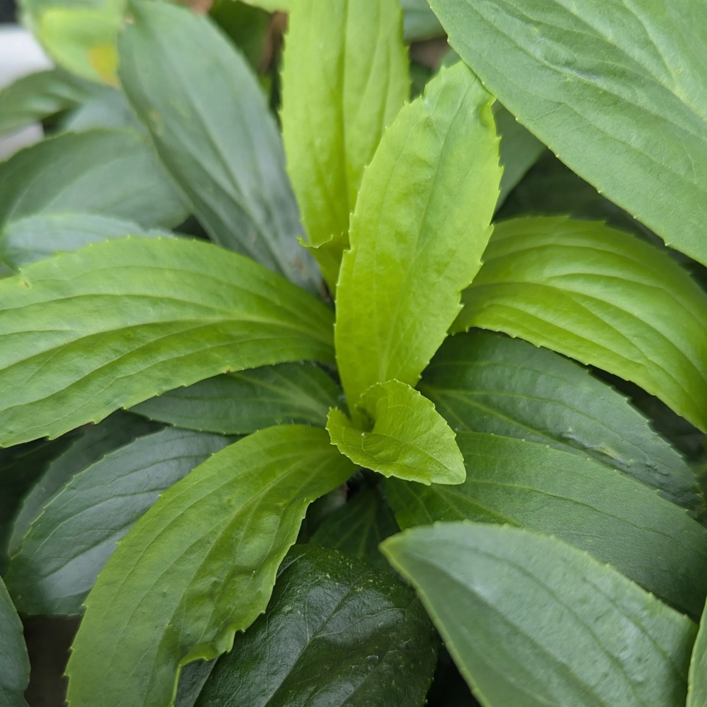 Lutea.jpg