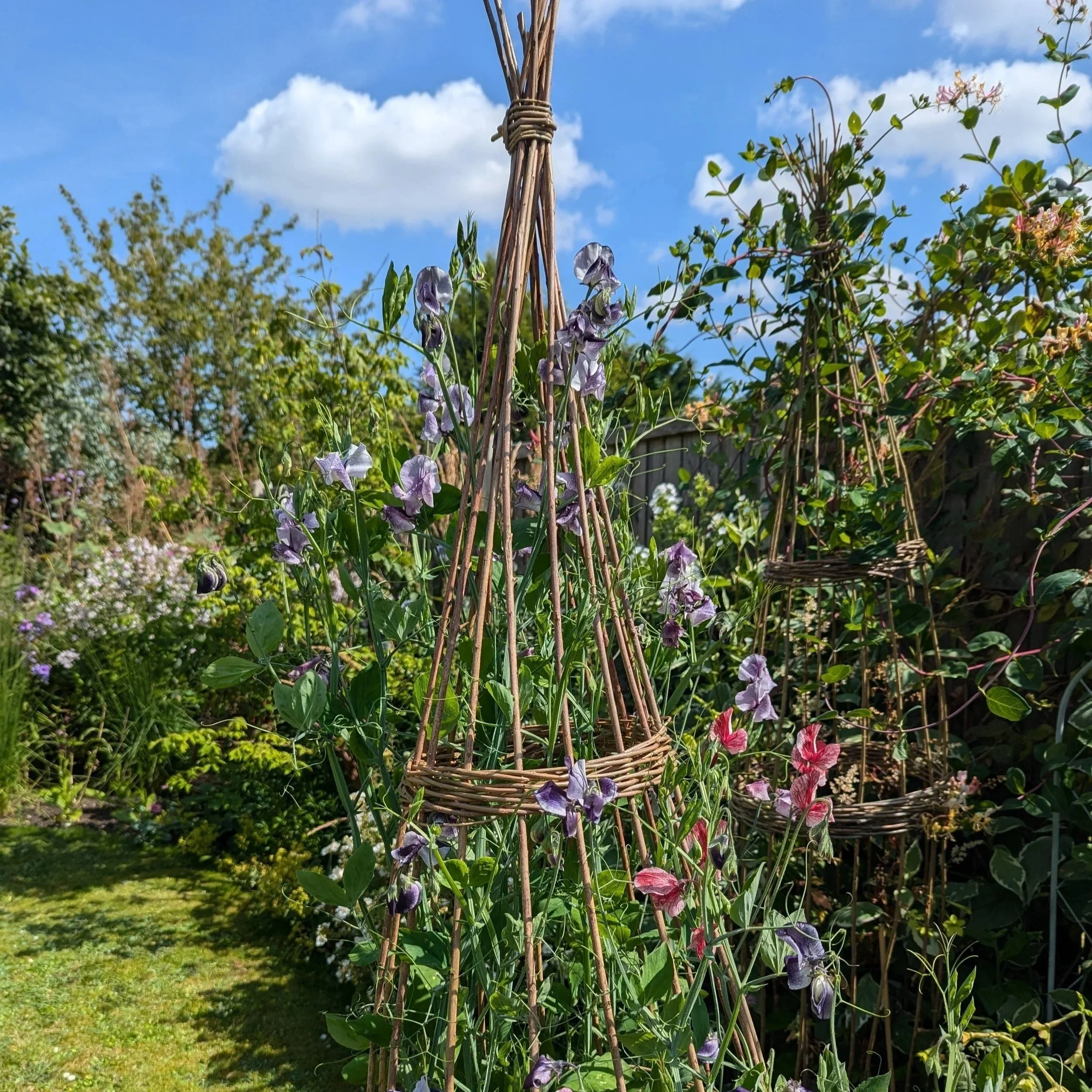 Willow Obelisk/Plant Support - 21st March 2026