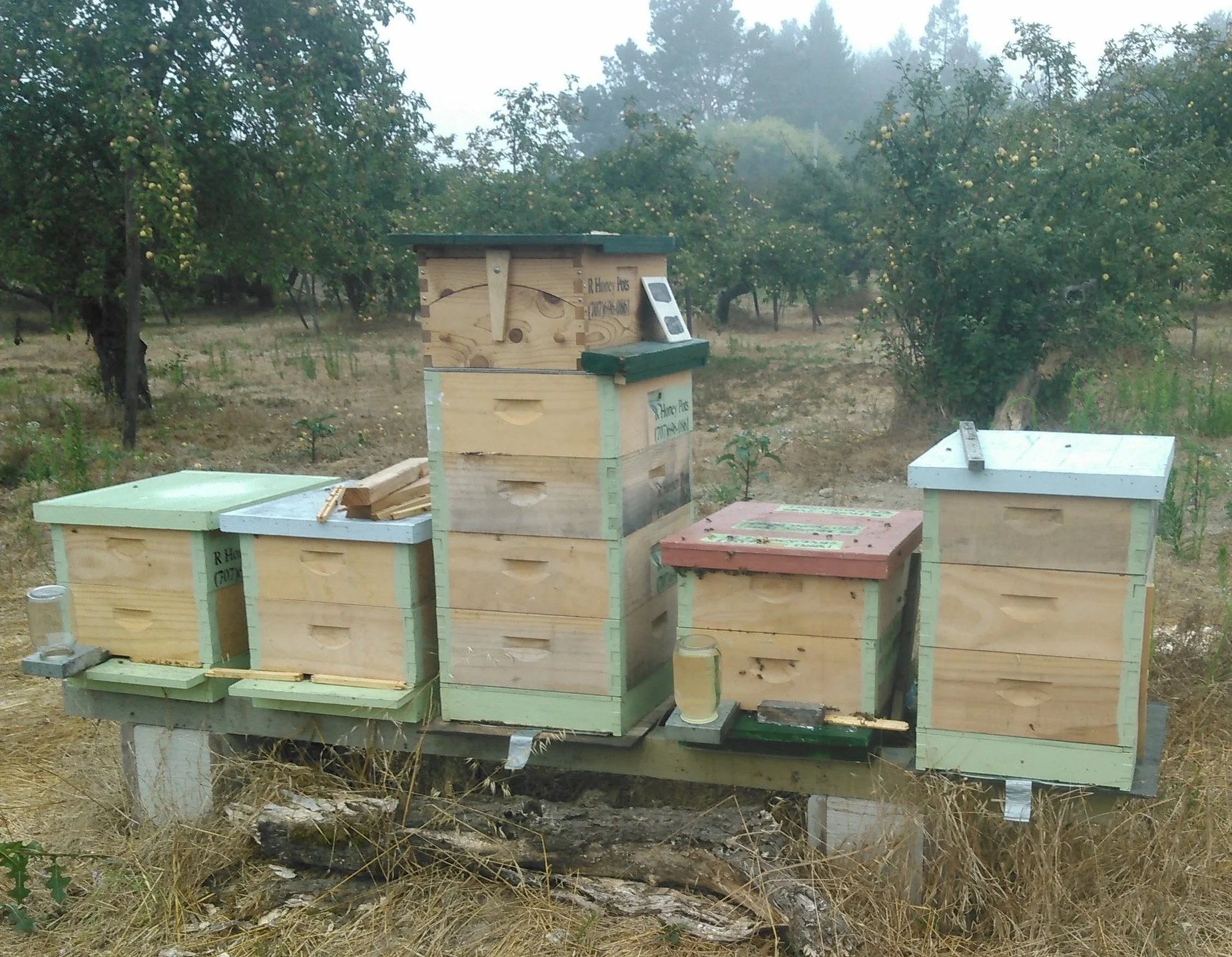 Move hive to apiary: to pollinate apples & organic berries