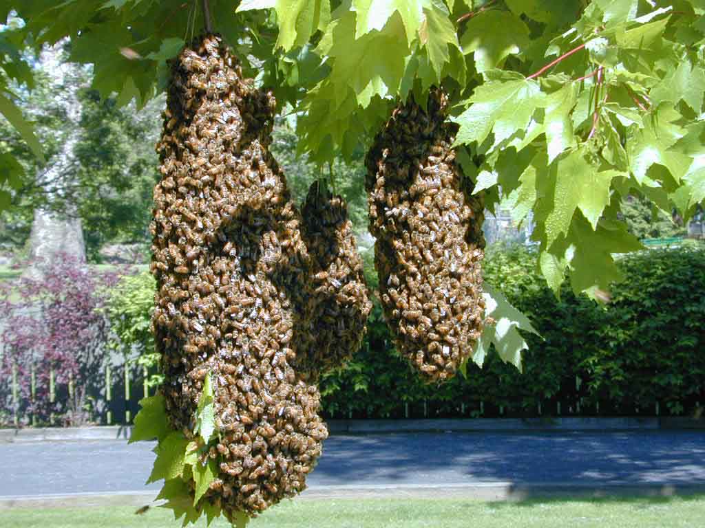 Swarm