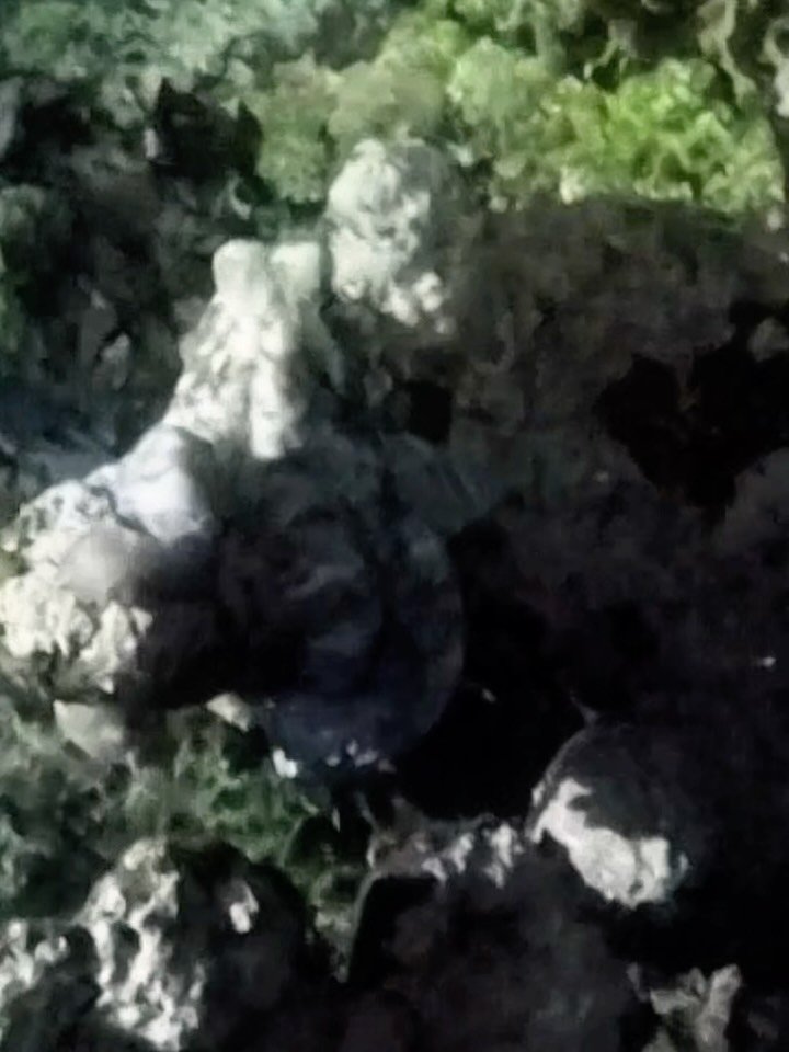 Night snorkel => Octopus! And inspires an octopus book or screen holder once back in the studio.

#octopus #snorkeling #nightdive #cephalopod #belize