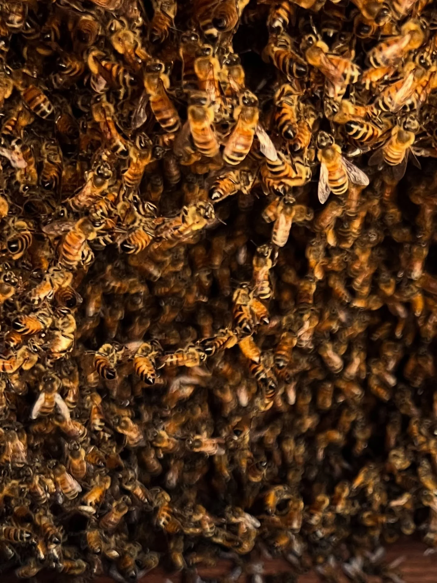 Before I post the whole story of this extraction, I have to share this beautiful festooning.  These bees are hanging/constructing comb that is a hanging 1-2 feet above the exposed space.  I slowed the video down so you could see the action of the bee