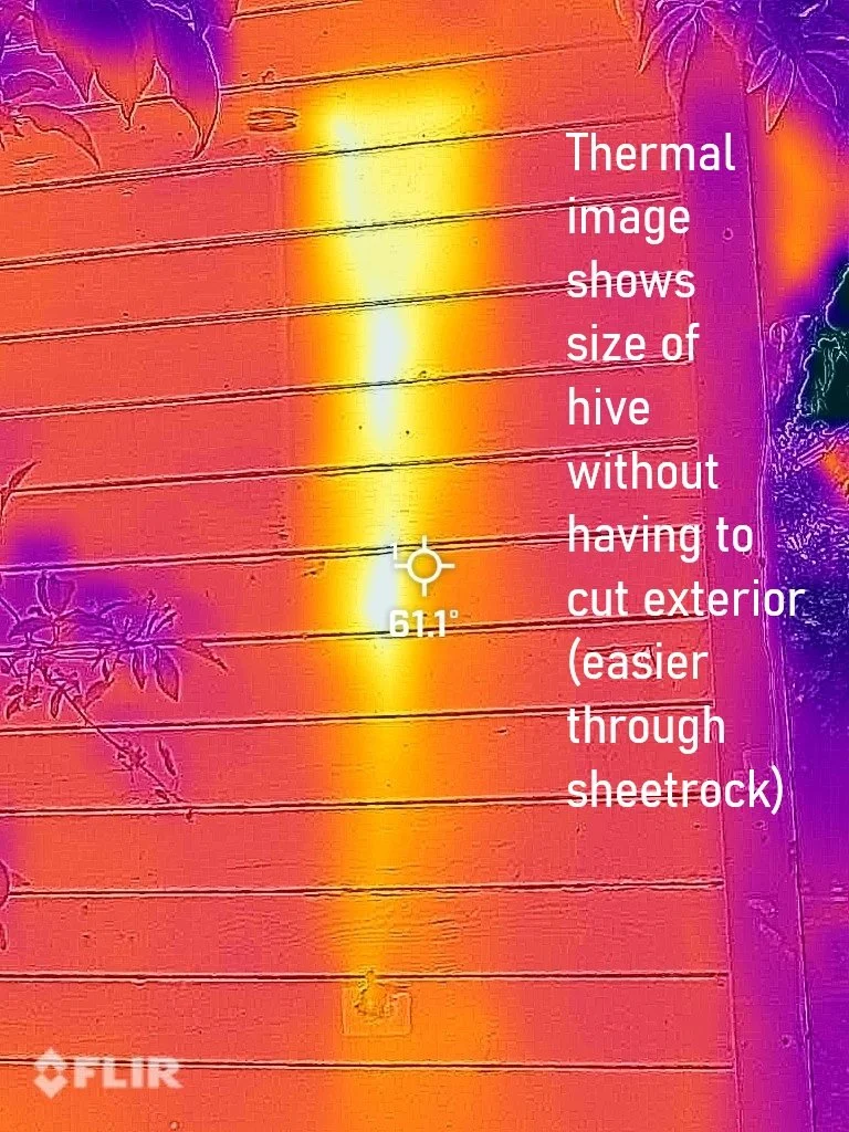 HesselFlir (Medium).JPEG