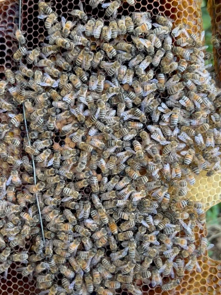 3 Queens from 3 hives we caught this year.  Hard to tell just by looking at her how well she is performing.  Check out the range of comb color from fresh white comb to old black, propolised, comb.

#queenbee #beekeeping #findthequeen #beekeeperslife 