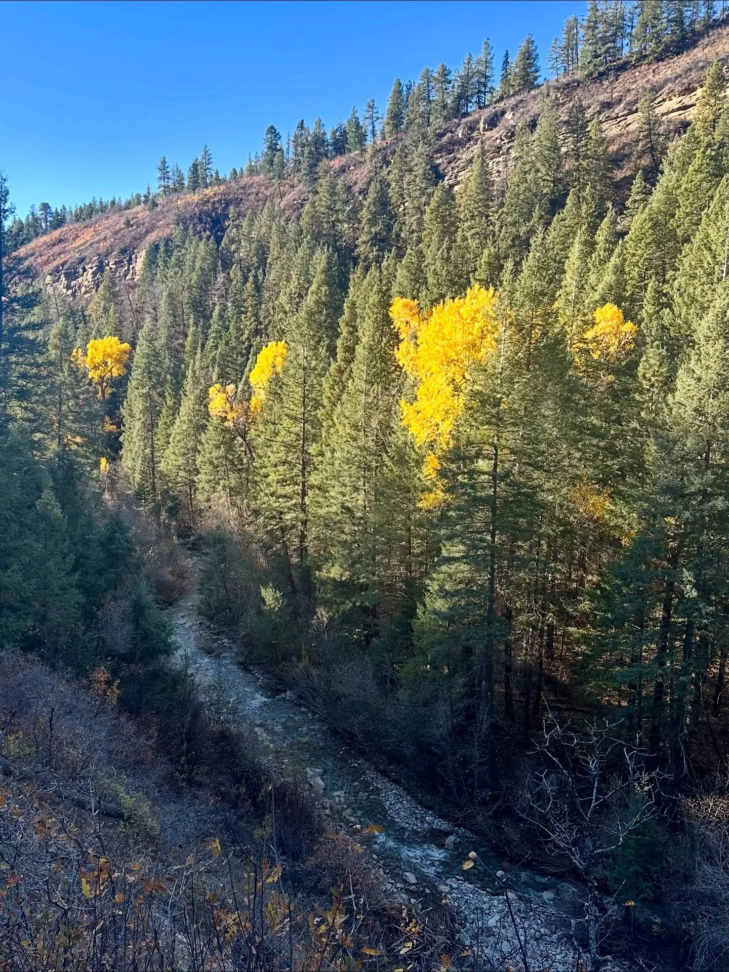 Beautiful fall colors, clear waters, and crisp air &mdash; Gudy&rsquo;s Rest never disappoints. 🍂 Junction Creek was flowing strong after the recent rains, complete with a brand-new &ldquo;strainer&rdquo; courtesy of Mother Nature&rsquo;s rearrangin