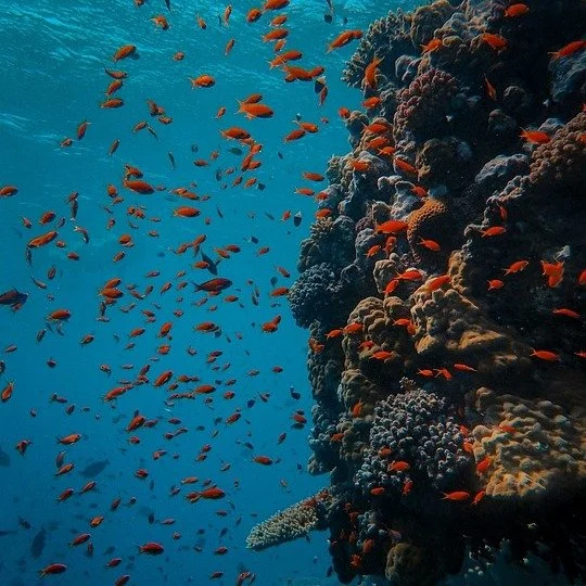 When I was a kid, my parents would take me to the Bible bookstore, and I&rsquo;d always stop to look at those little name-meaning cards &mdash; you know the ones: pastel backgrounds, pretty script, a verse underneath.

Except&hellip; my name, Coral, 