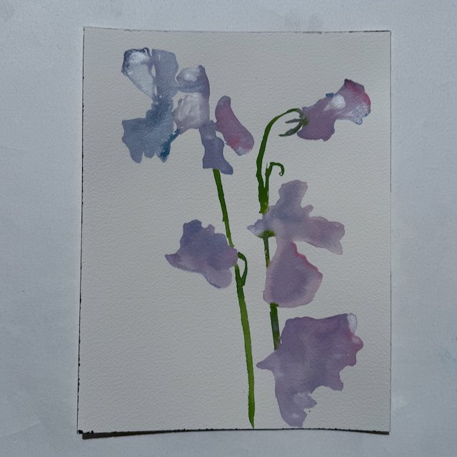 Sweet Pea 004