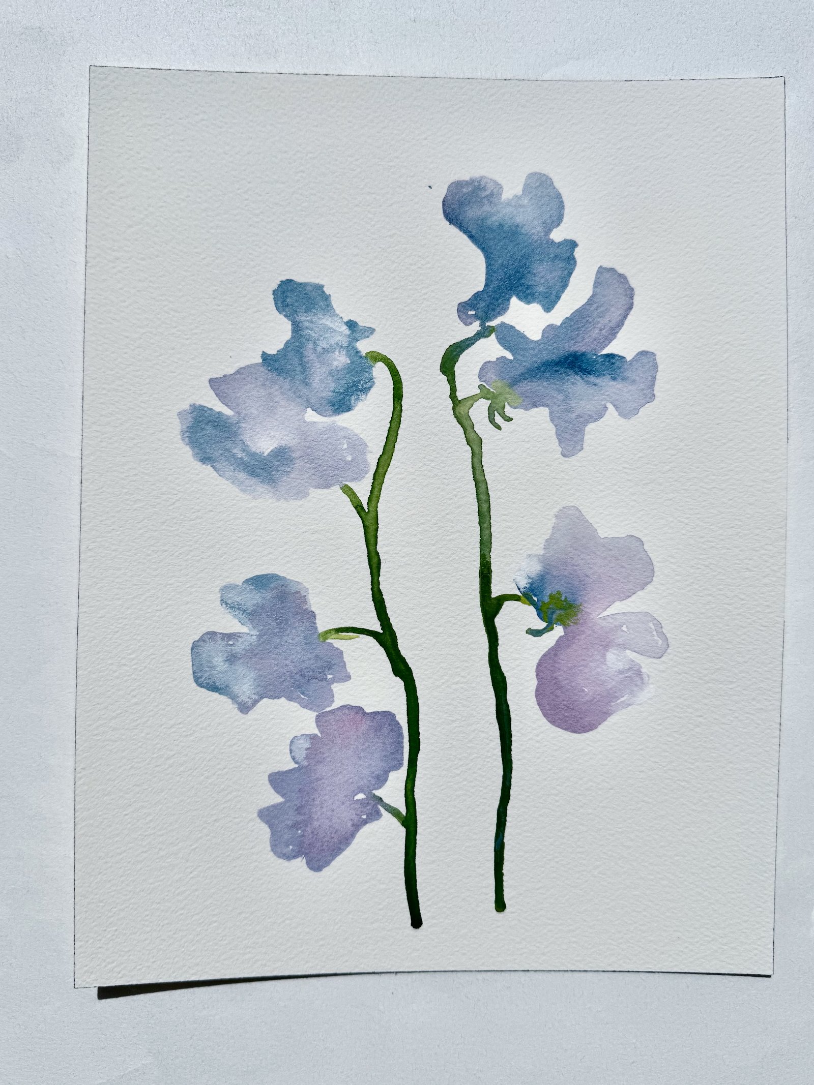 Sweet Pea 002