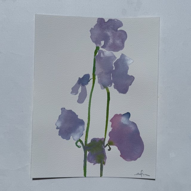 Sweet Pea 003