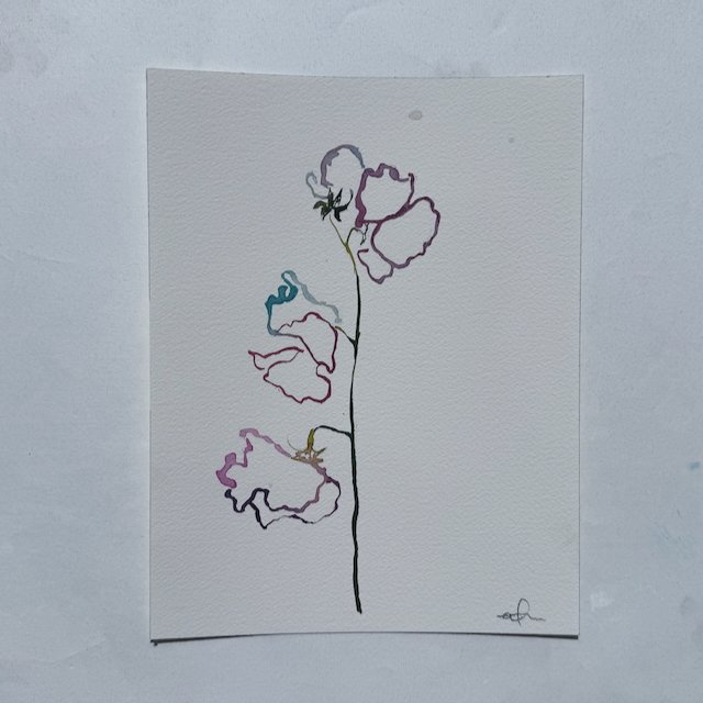 Sweet Pea 005