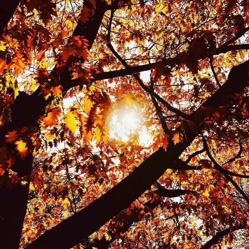 picture of autumn leaves and sunlight shining through the trees