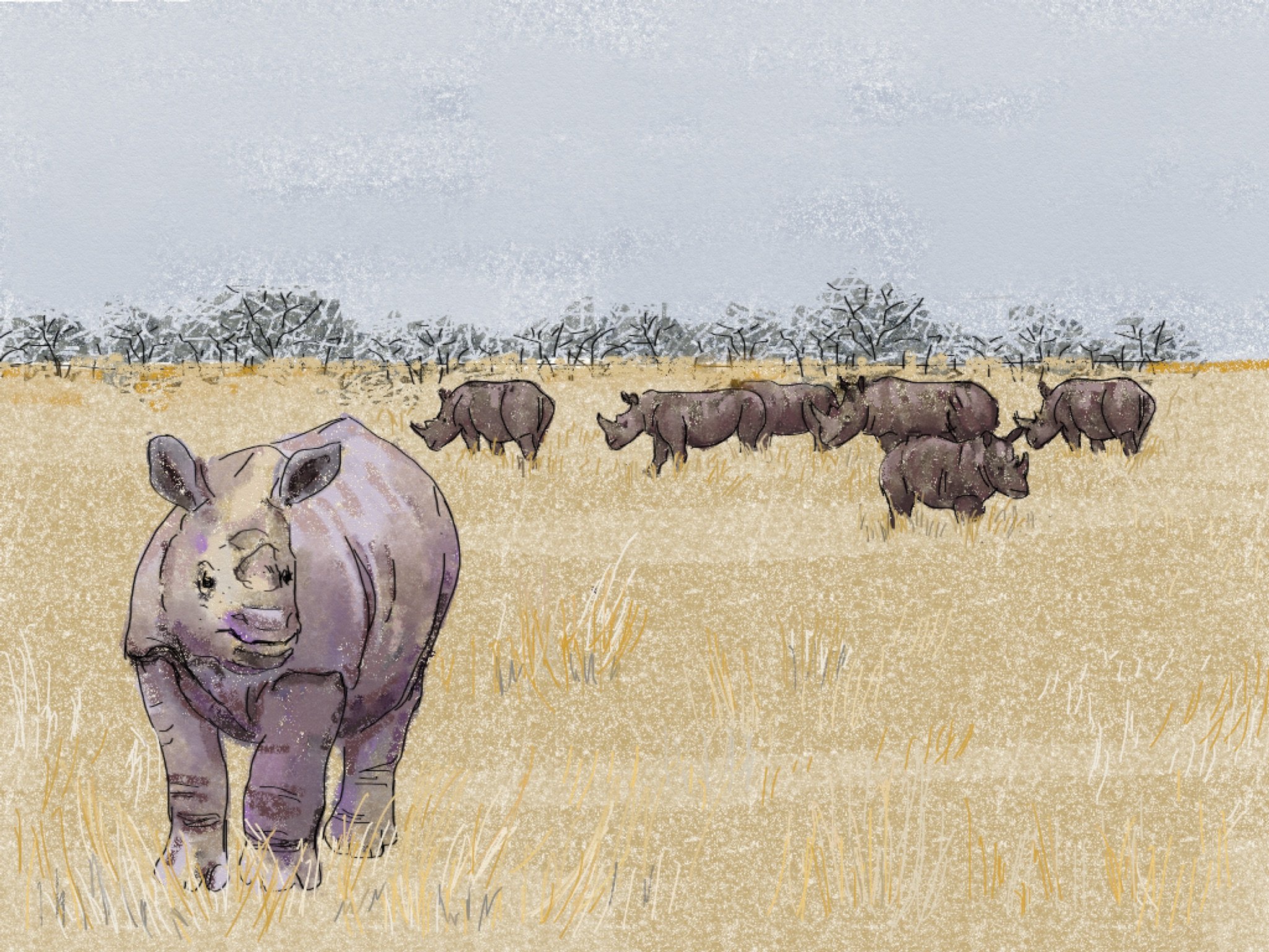 Rosie the Rhino and the Great Escape