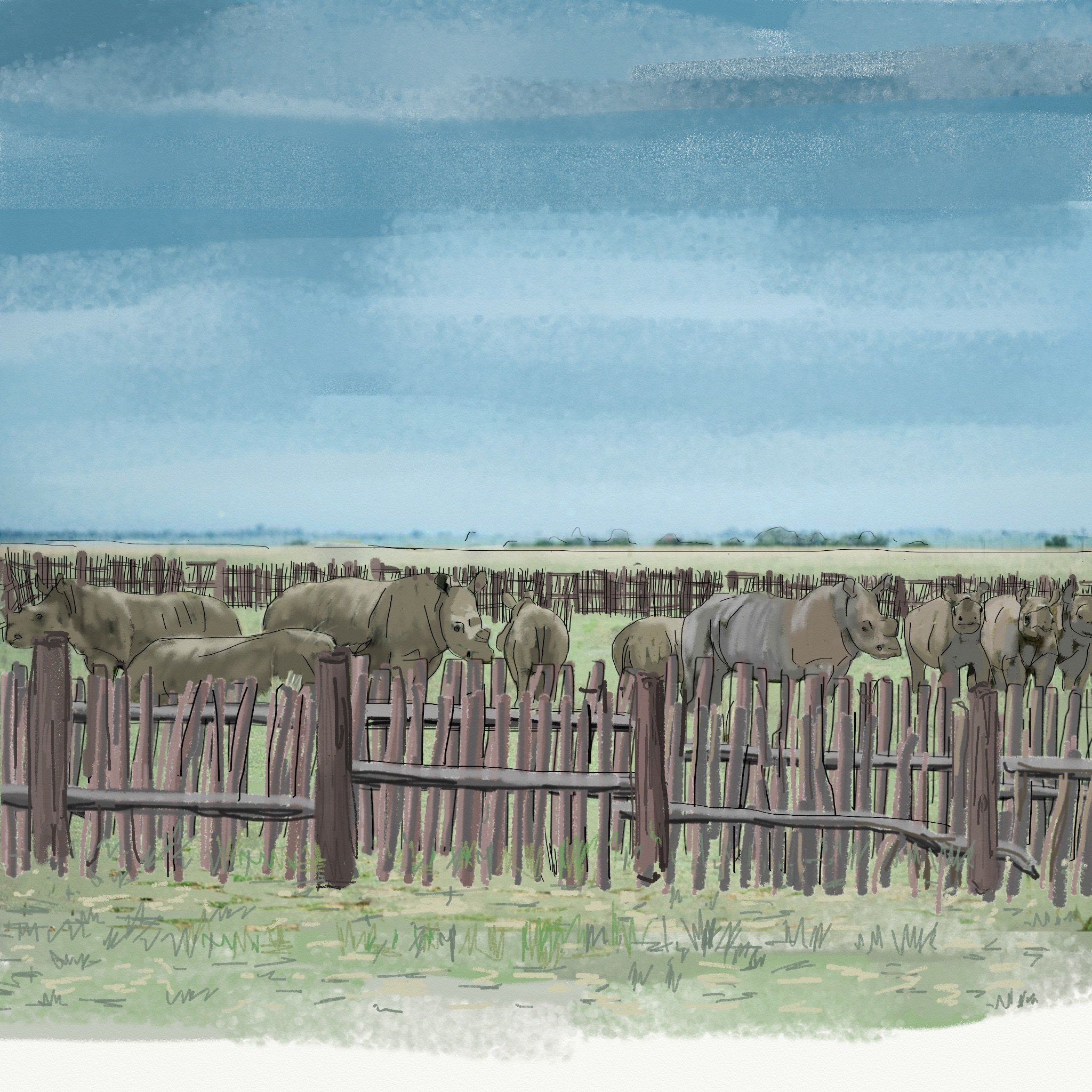 05Rhino Herd Copy.jpg