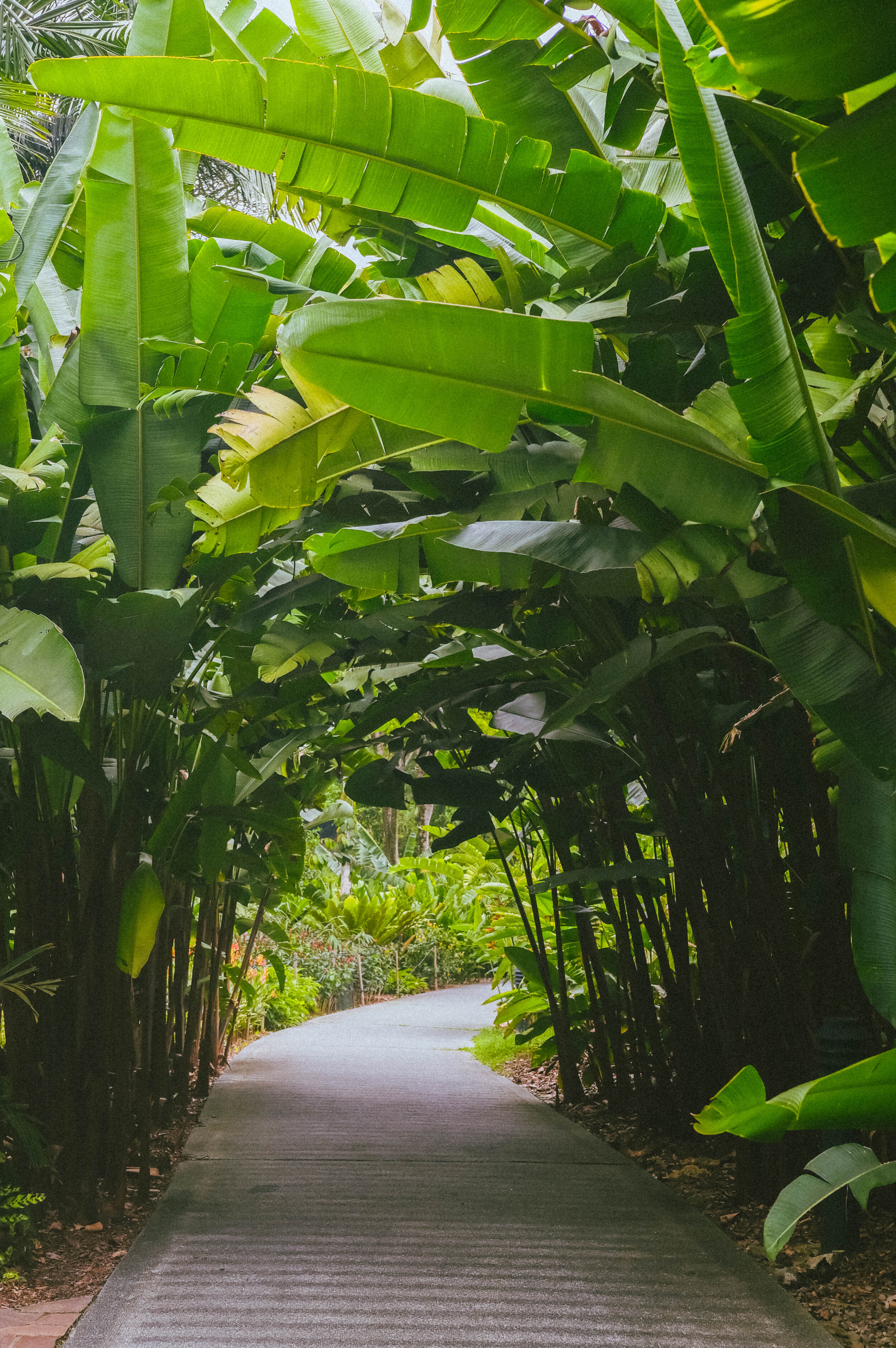 Singapore Botanic Gardens