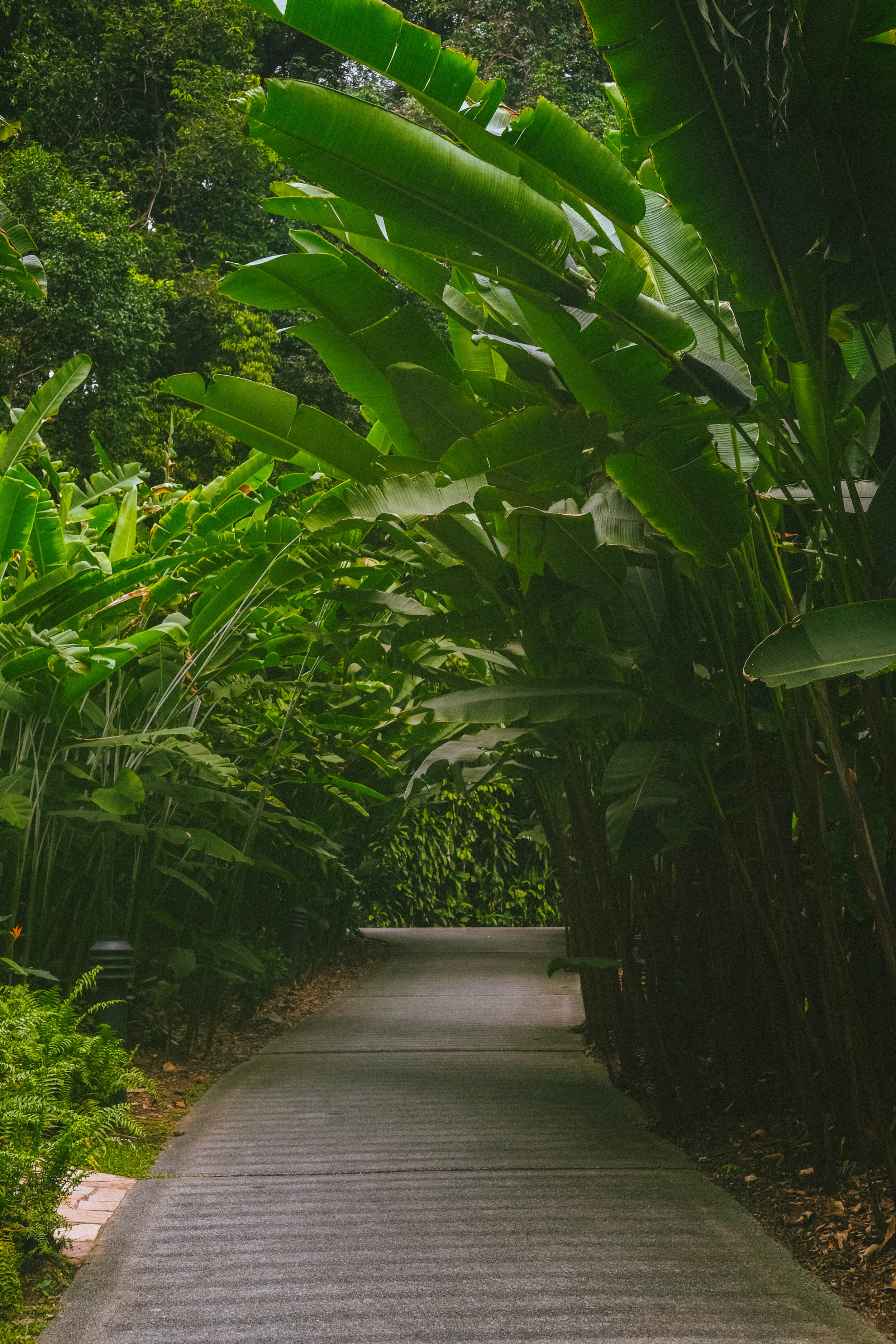 Singapore Botanic Gardens
