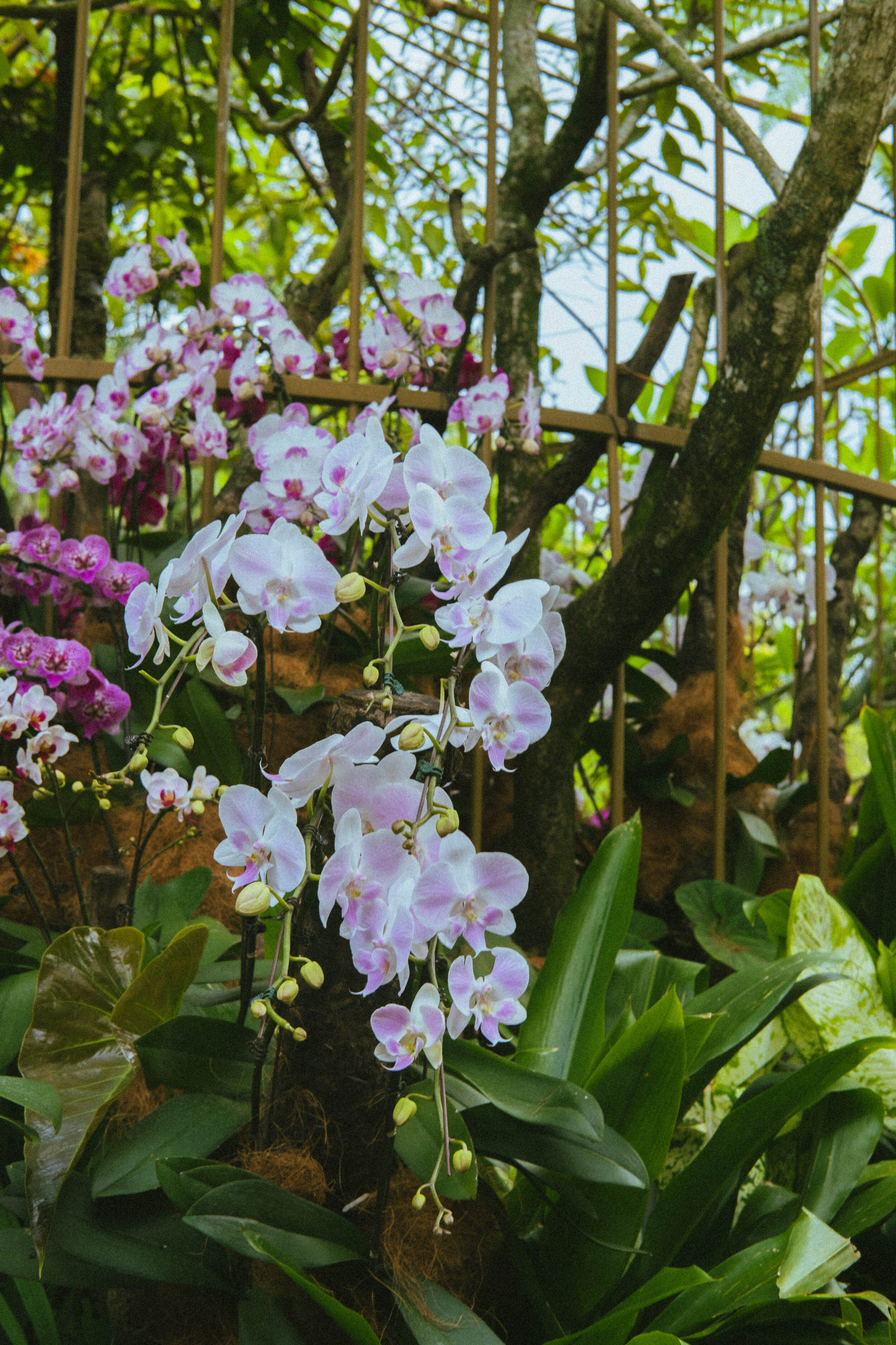 Singapore Botanic Gardens