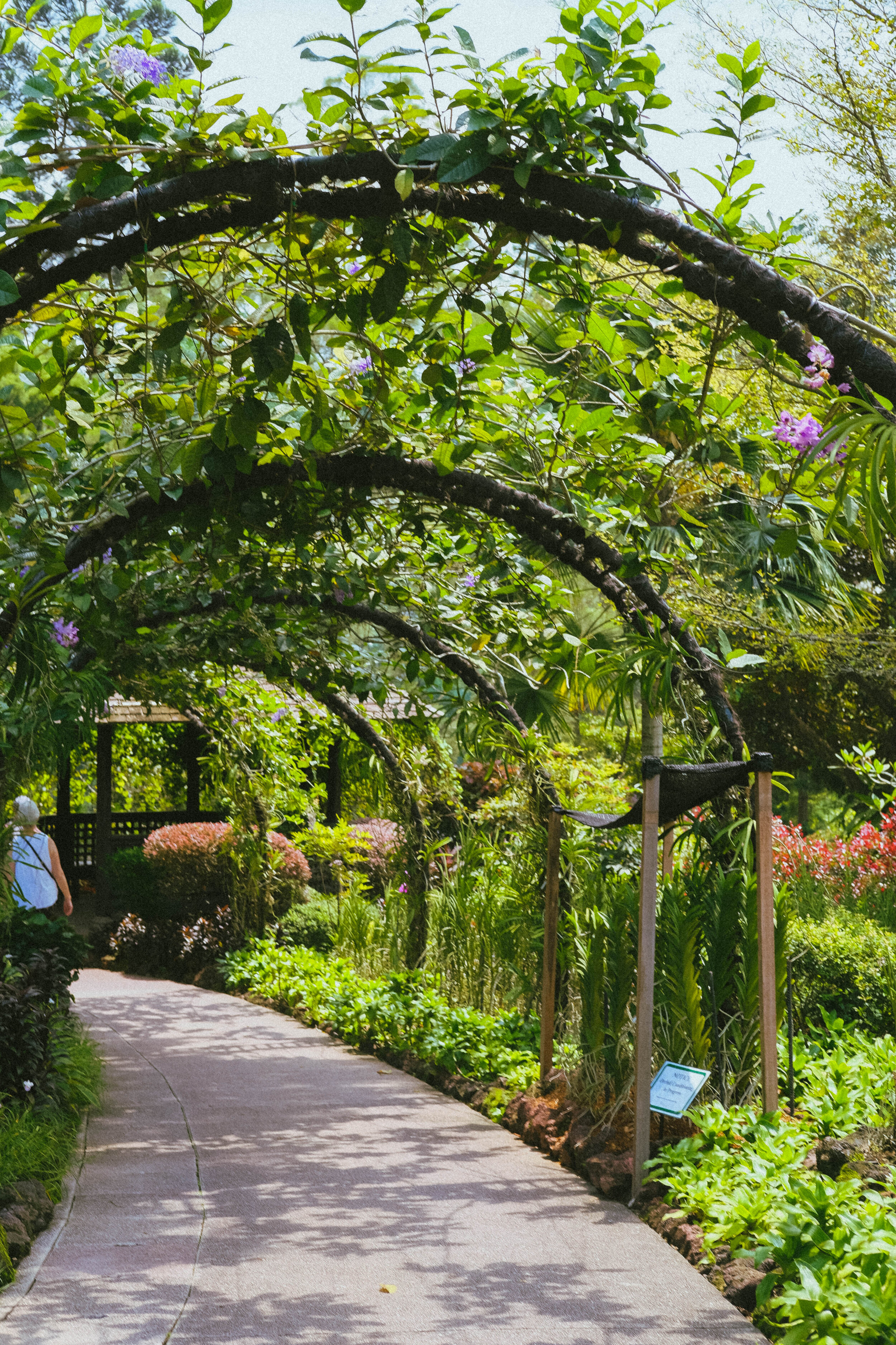 Singapore Botanic Gardens
