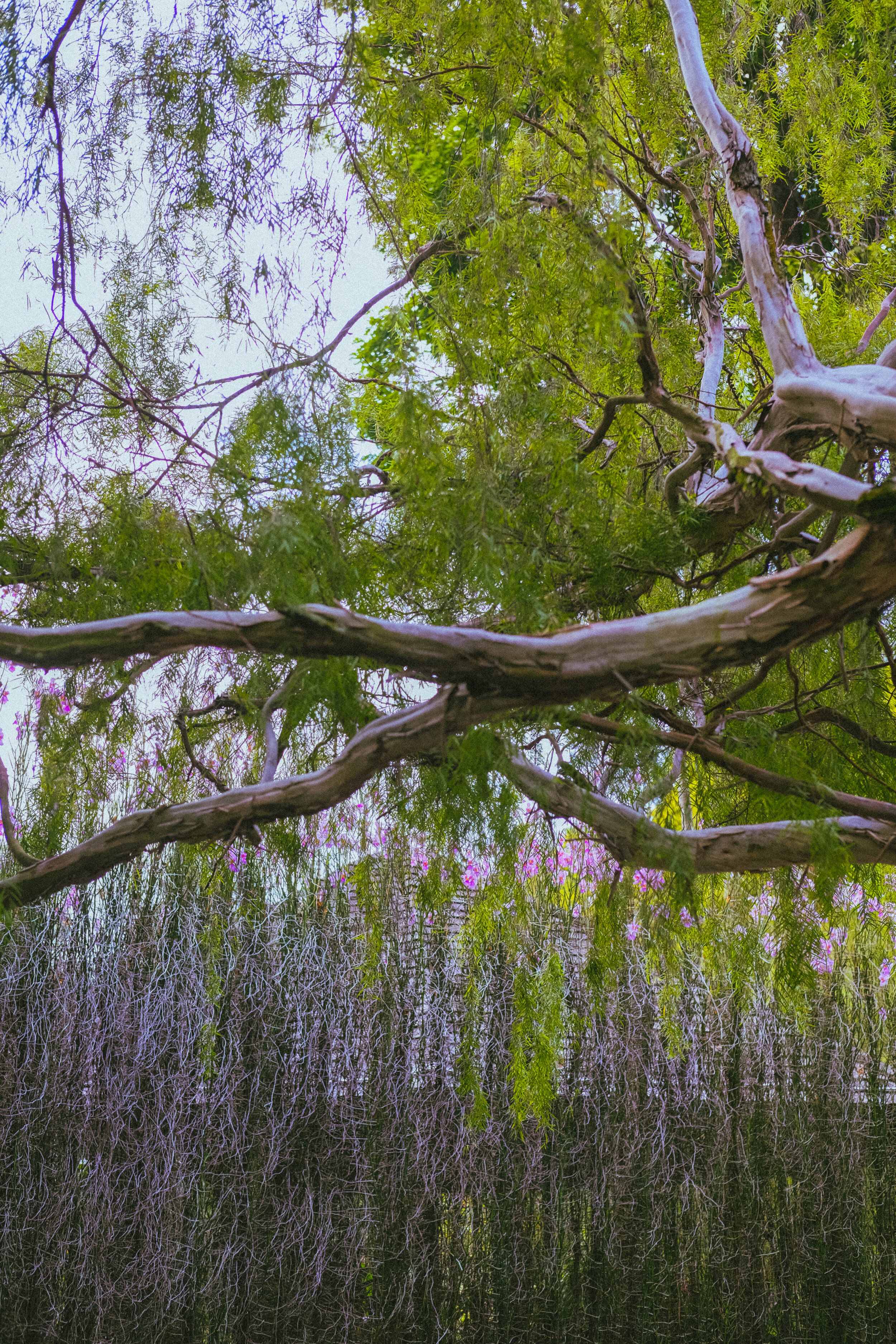 Singapore Botanic Gardens