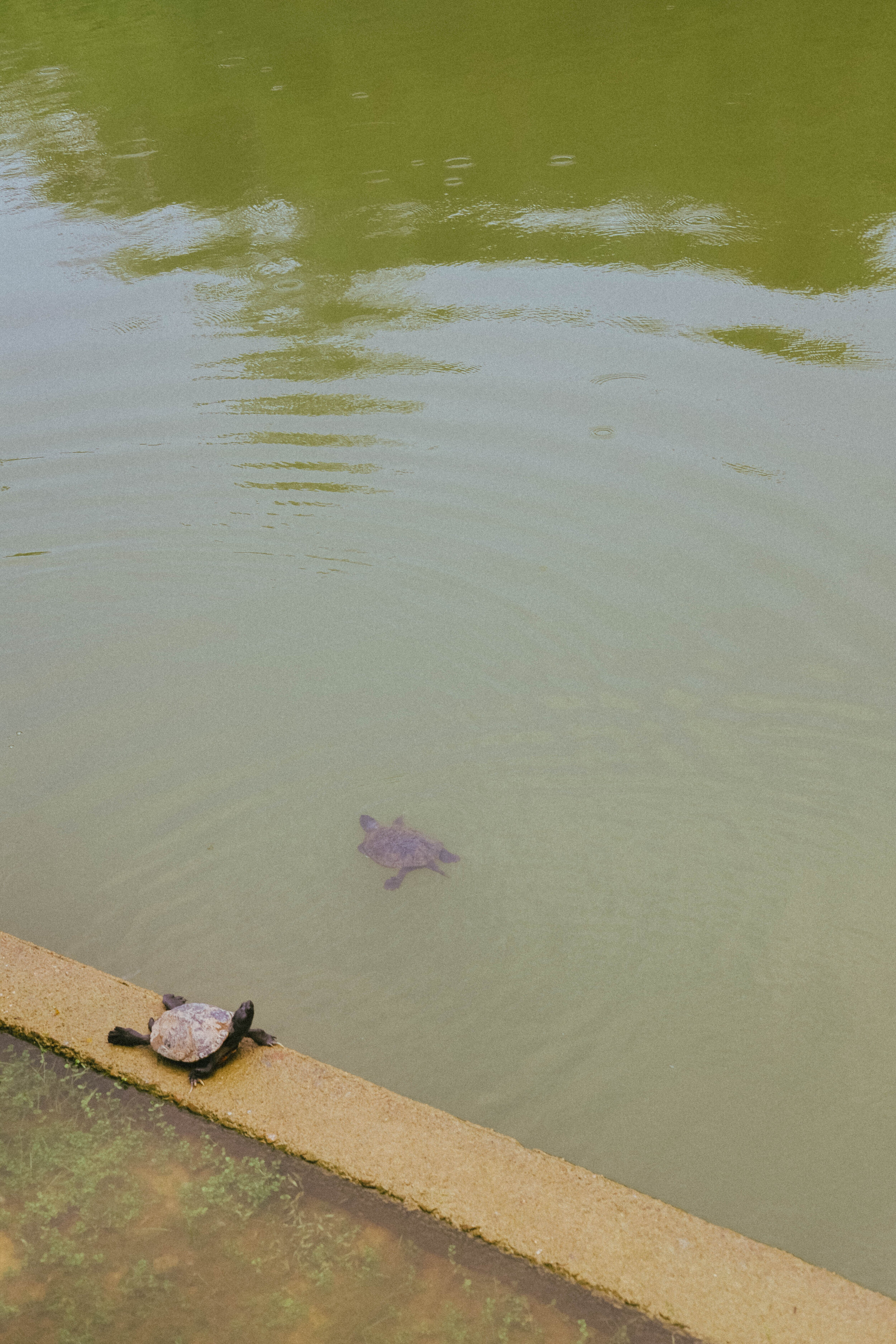 Singapore Botanic Gardens