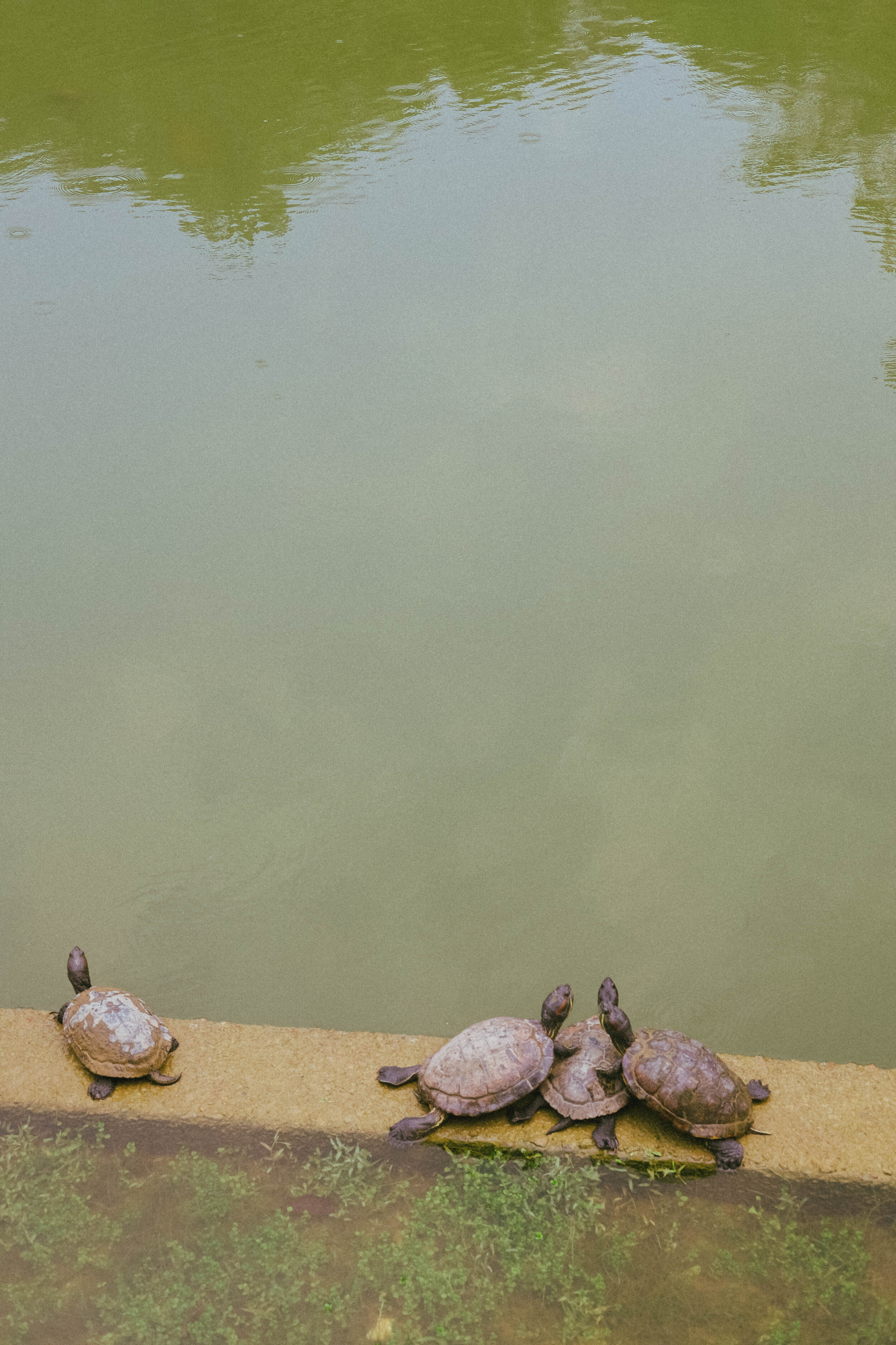 Singapore Botanic Gardens
