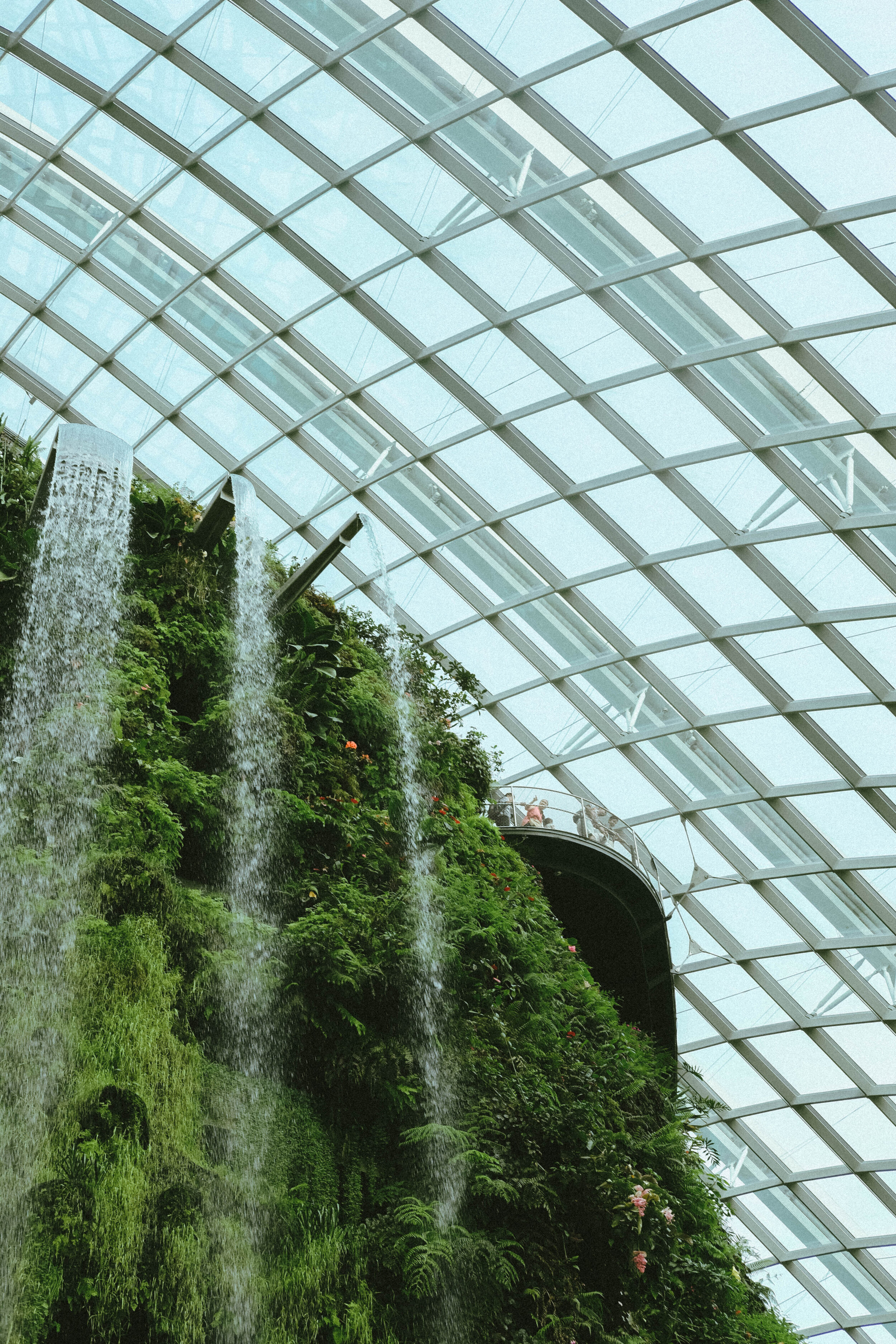 Cloud Forest