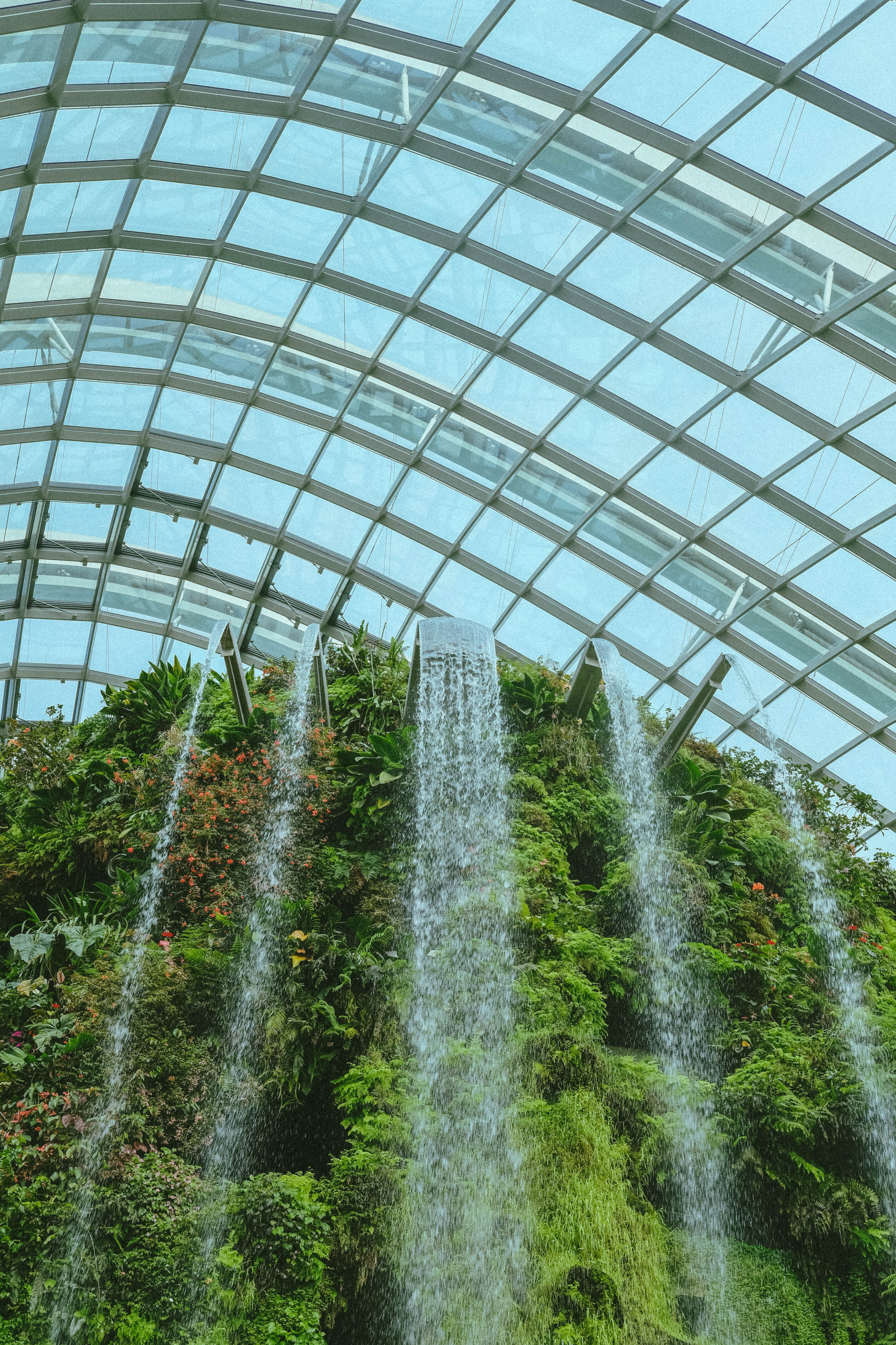 Cloud Forest