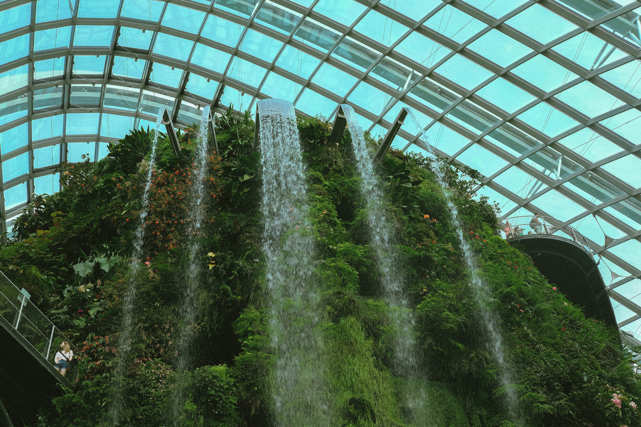 Cloud Forest