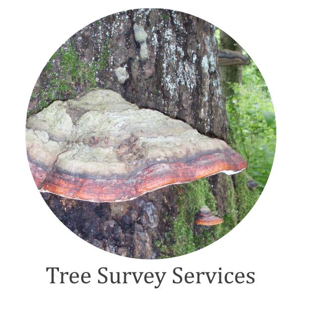 Tree Surveys Icons-X7.png
