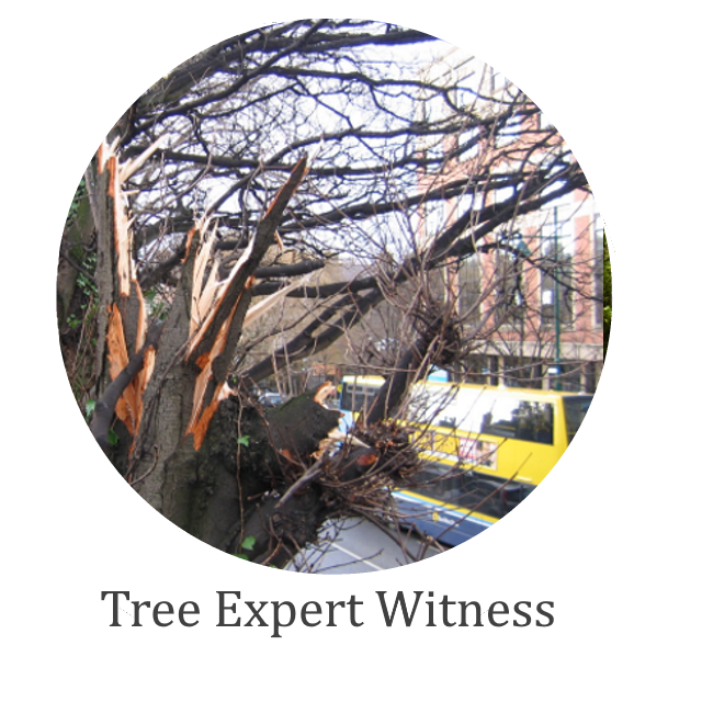 Tree Expert Witness Icon-X7.png