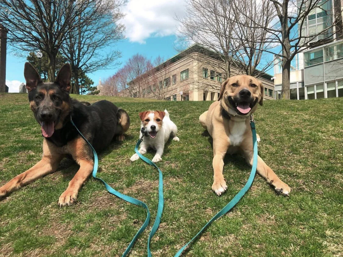 k9 training and boarding