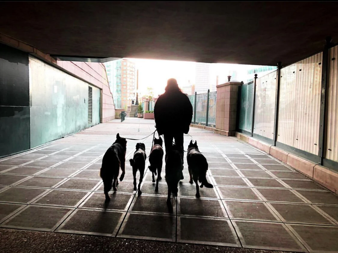 solid k9 training seminars