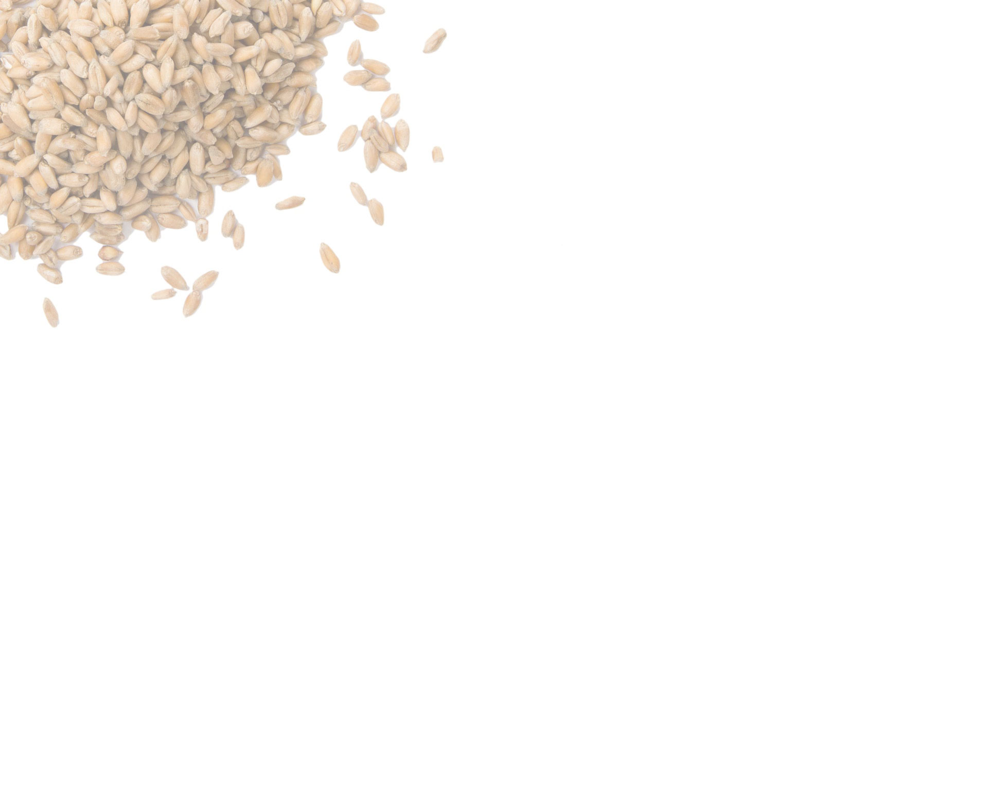 barley-cropped.jpg