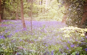 The Bluebell Woods Poetry Competition : A nature-themed poetry competition with an outdoor creative writing workshop organised by The Hedge Arts Project for PARTIA at Aintree University Hospital NHS. 