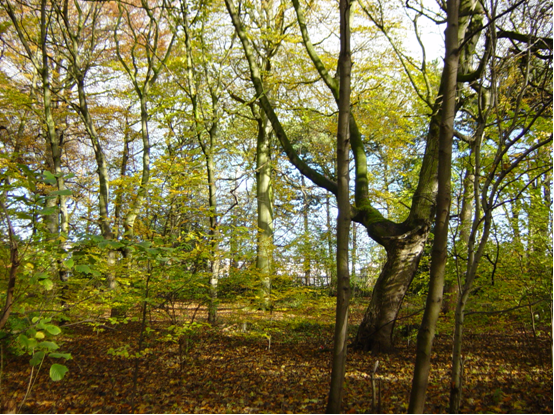 Bluebell Woods from Management Plan.png