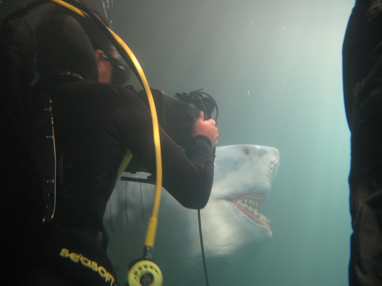 Psych Shark Attack 318.jpeg