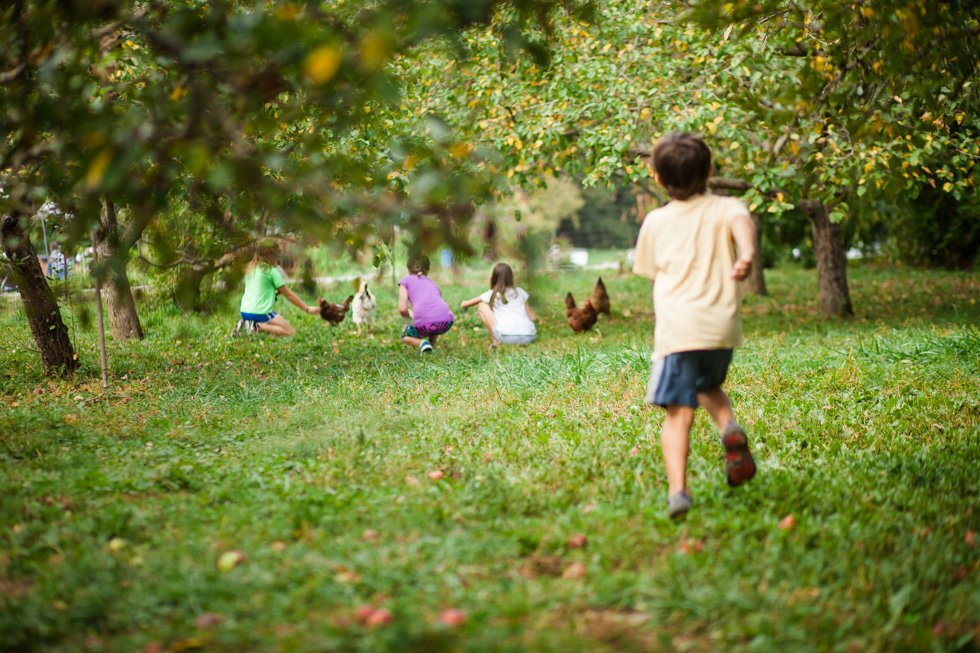 apple orchard-1.jpg