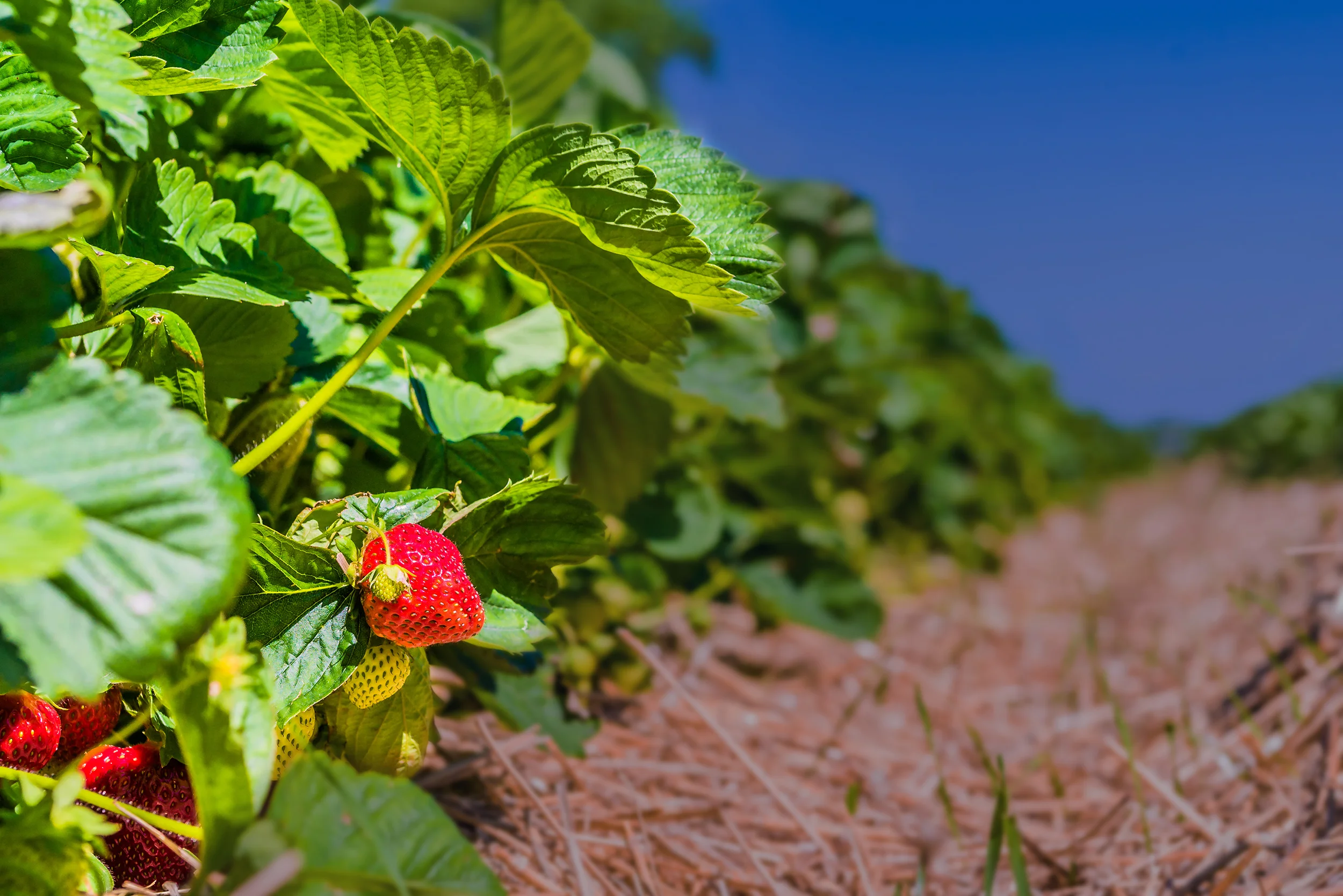 north carolina tobacco growers association Business analysis of the Tobacco Growers' Cooperative Association. Tobacco Economic aspects WCTI IN THE SKY: This
