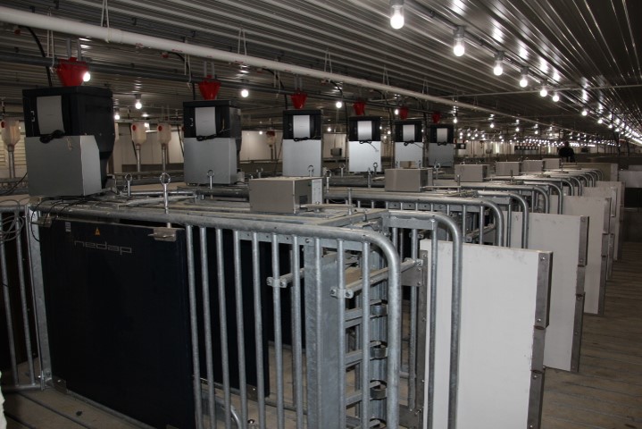 Electronic Sow feeding stations.jpg