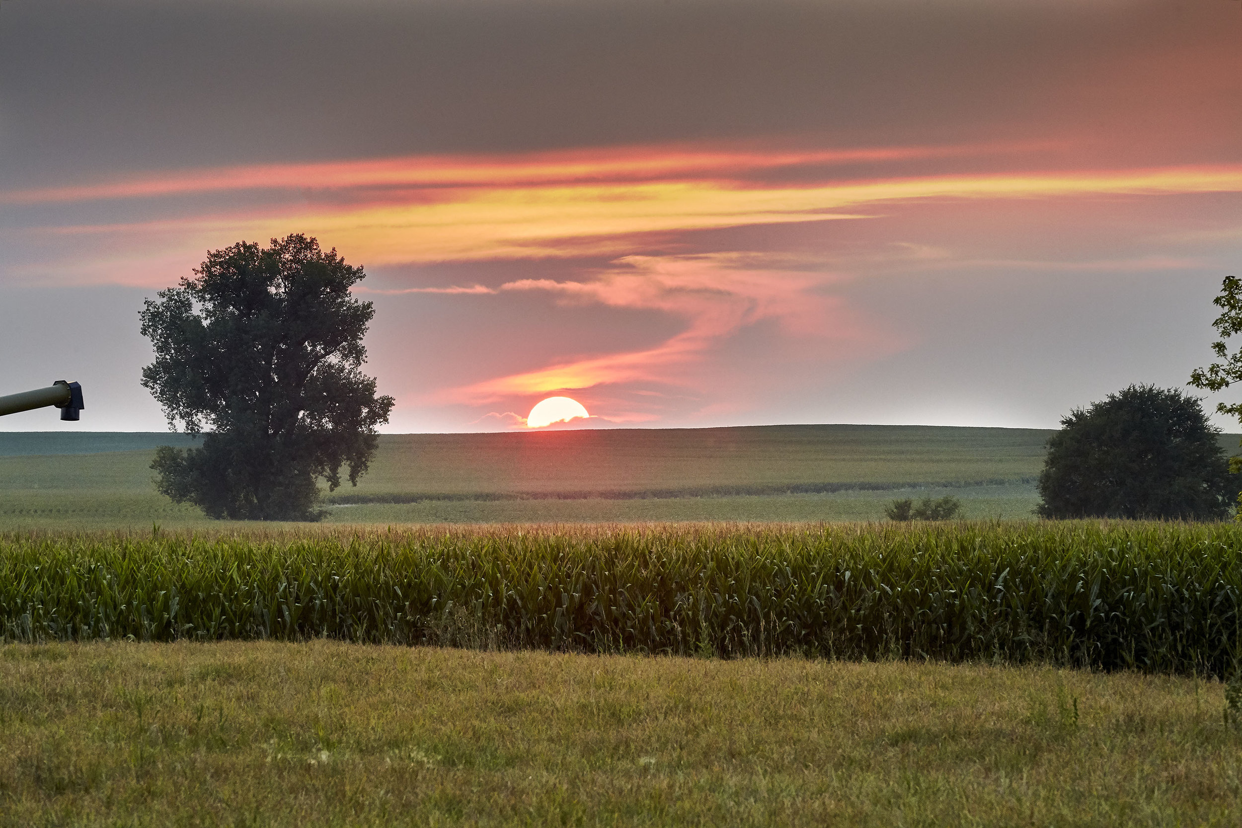 Mogler Farm Corn Field.jpg