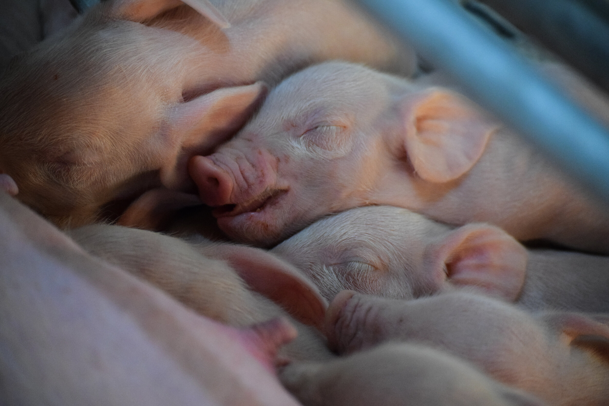Piglets Sleeping.jpg