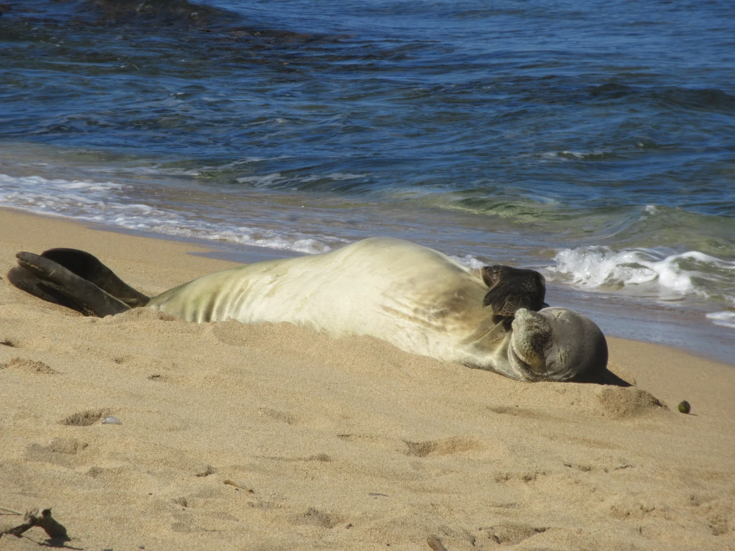 Monk Seal Tour by Kittie
