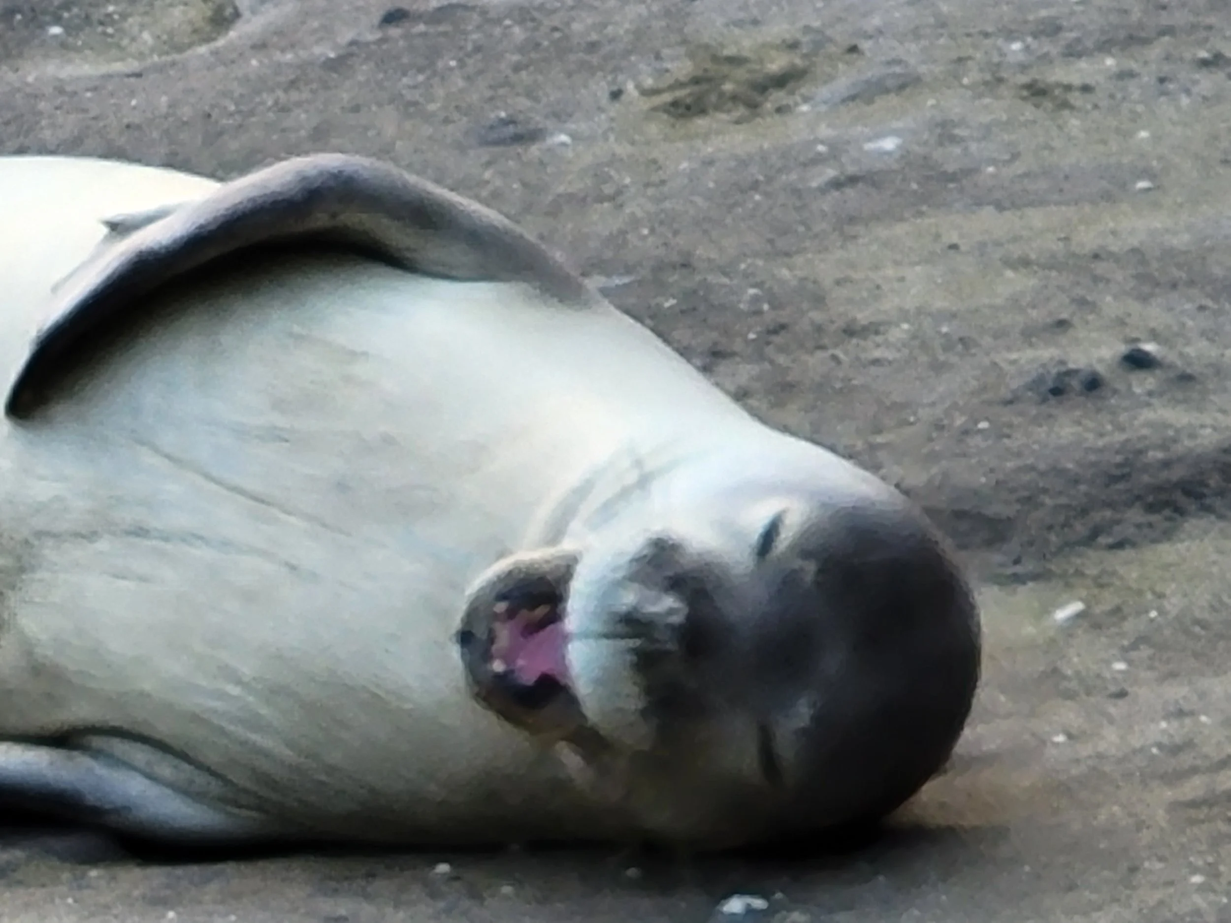 Hawaiian Monk Seal blog by Kittie — Monk Seal Tour by Kittie