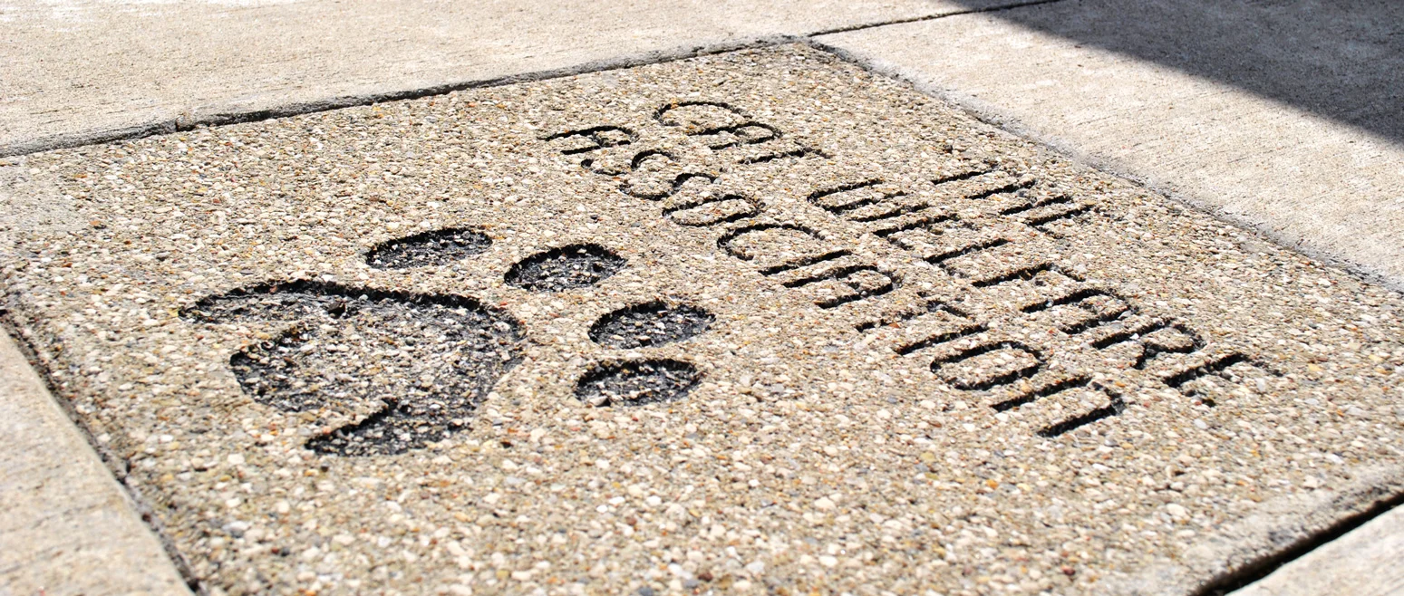 Cat-welfare-stone.jpg