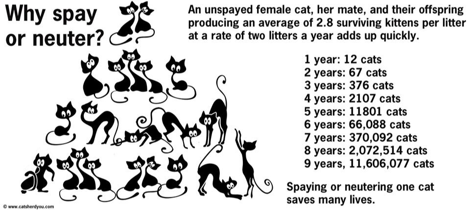 spay%2B%2526%2Bneuter.jpg