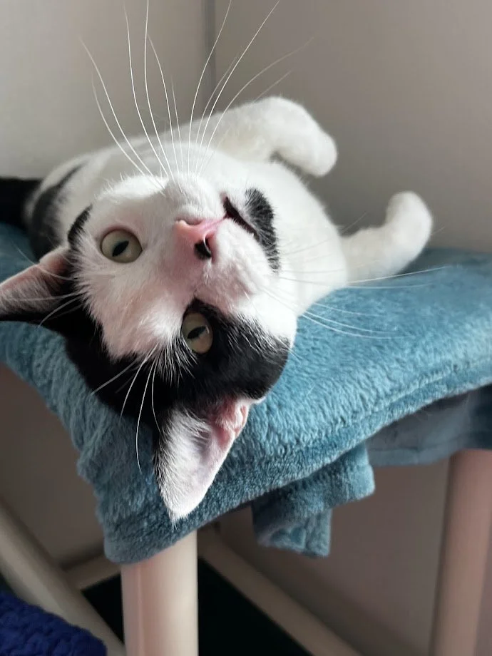Cat Welfare Association