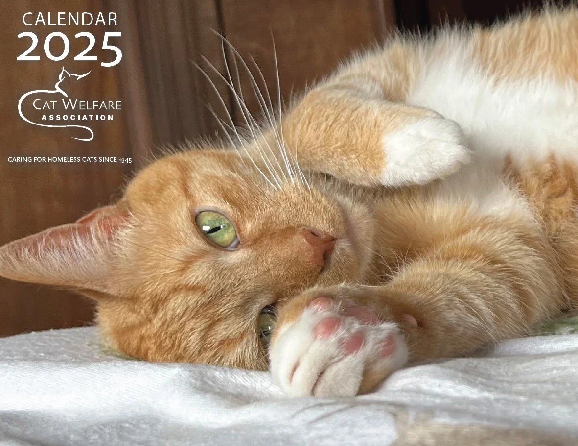 2025 Cat Welfare Wall Calendar — Cat Welfare Association