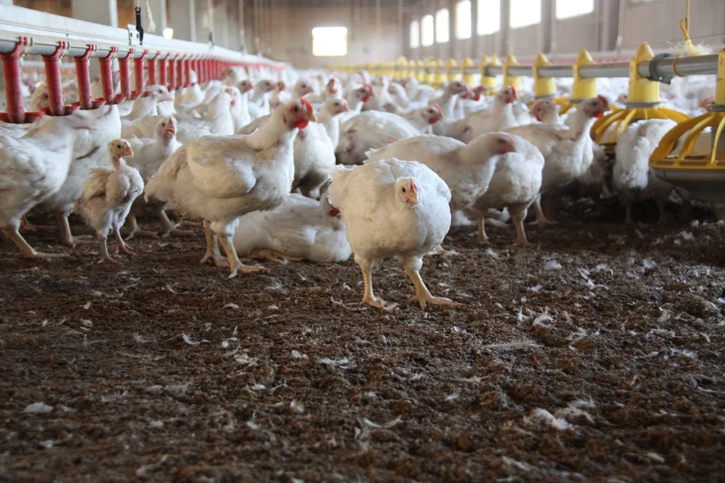 Industrial poultry farm. North Carolina, USA. Photo: Creative Commons.