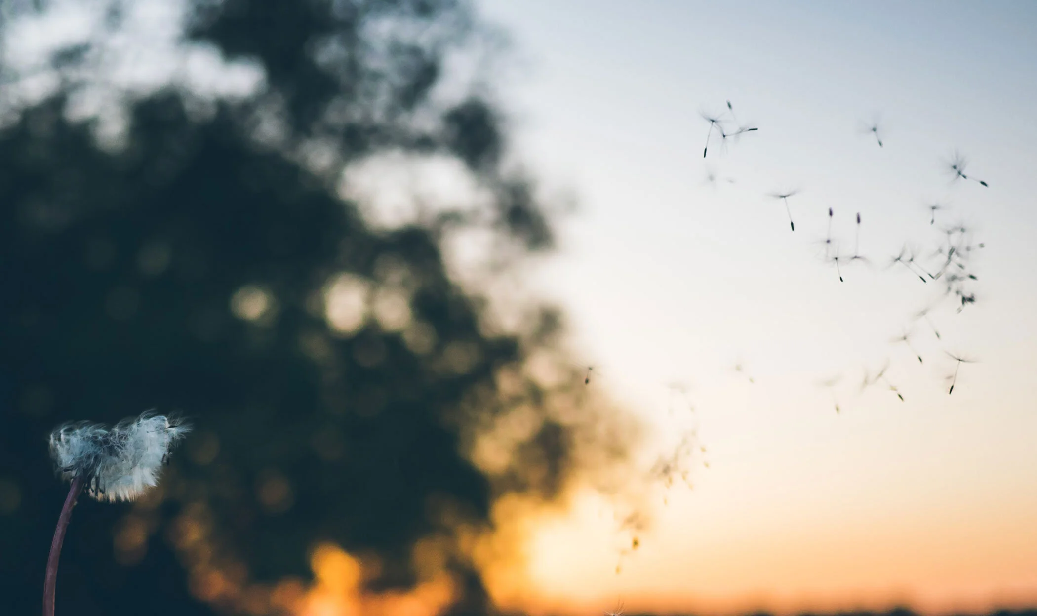 Spring Cleaning Tips For Allergy Sufferers