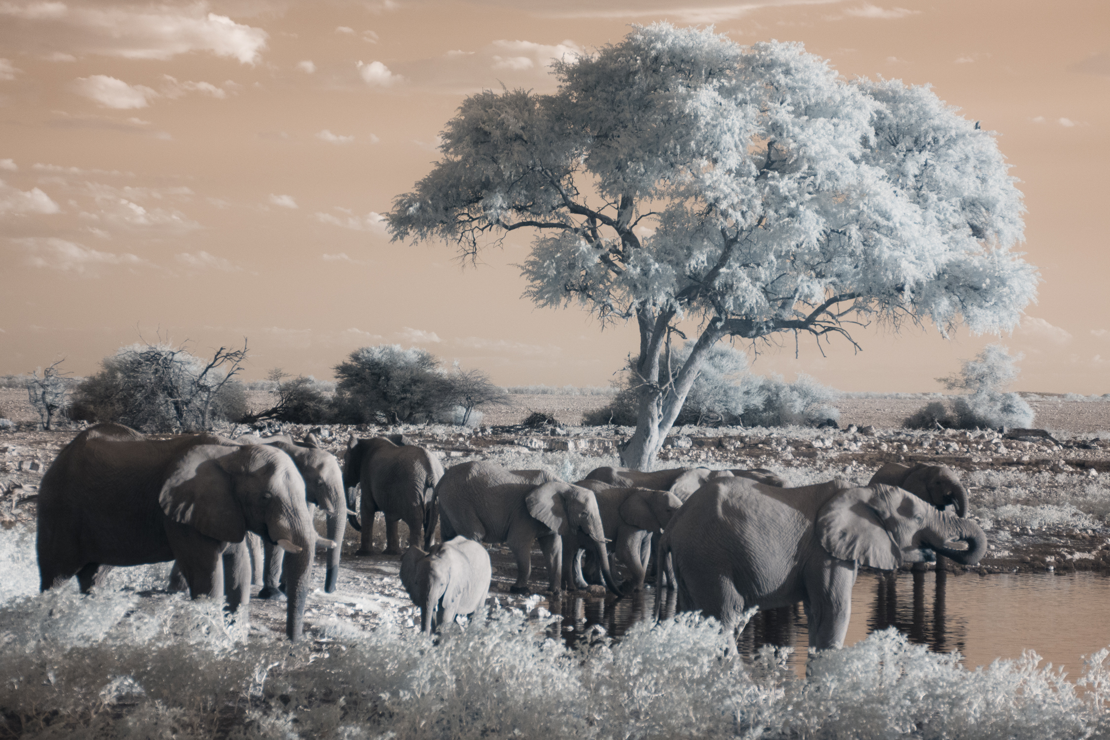 Elephants at Etosha National Park. 