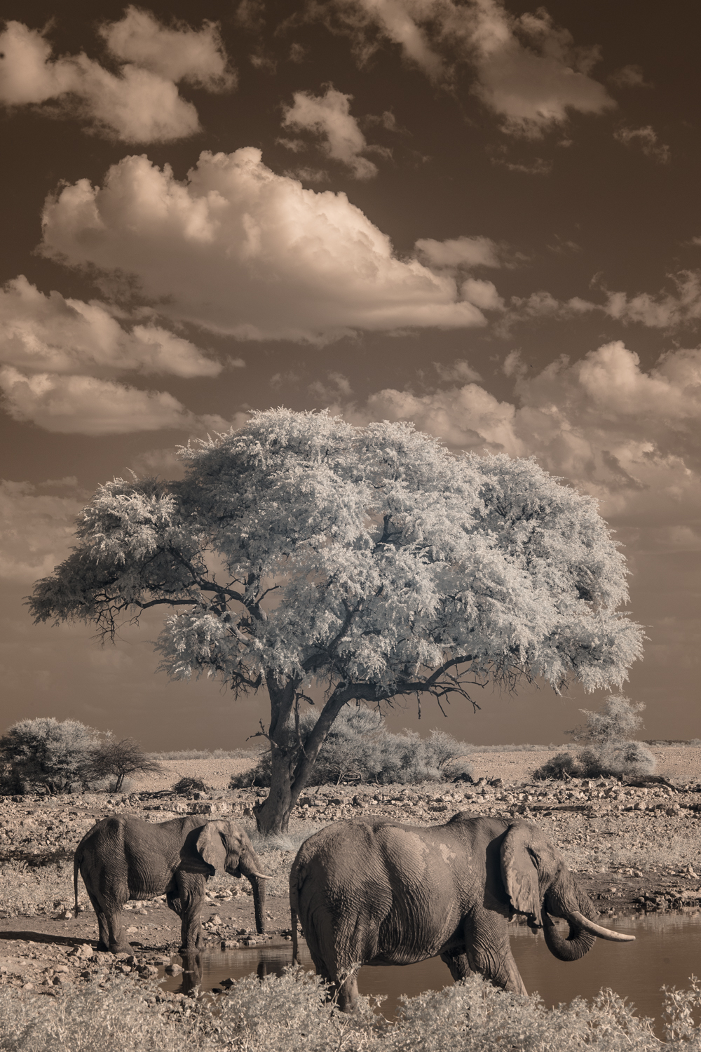  Elephants at Etosha National Park.&nbsp; 